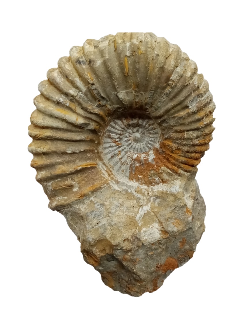 Ammonite - Paleozoico (570-245 millones de años)